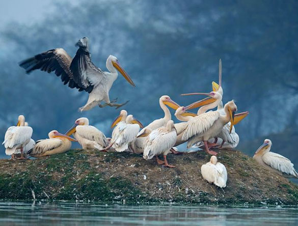 Tour de observación de aves de Bharatpur