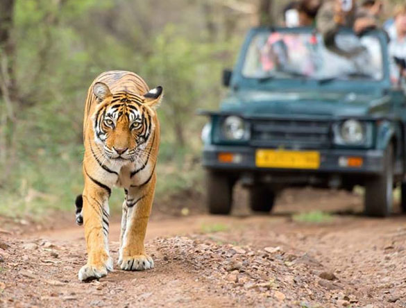 Tour de safari por el tigre de Ranthambore