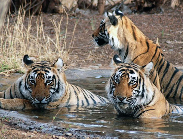 Familia tigre en Ranthambore