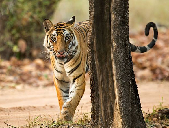 Tiger Tour Bandhavgarh