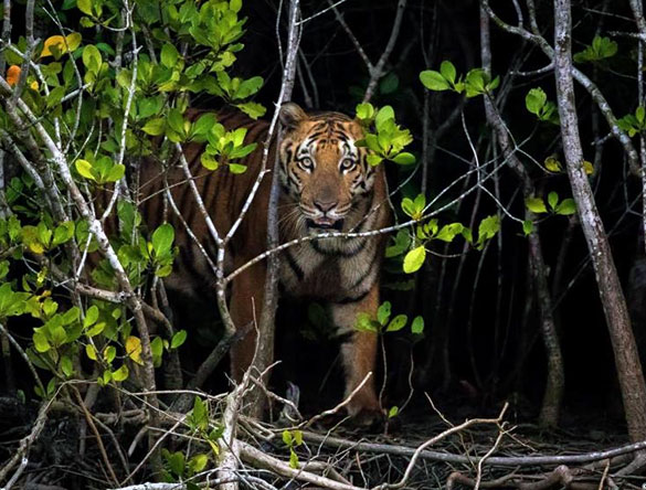Tigre en el Parque Nacional Sundarbans