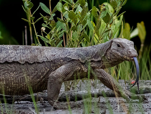 tour del parque nacional Sundarbans